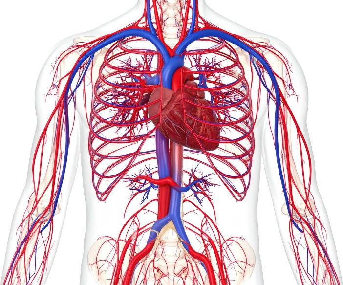 Salud vascular